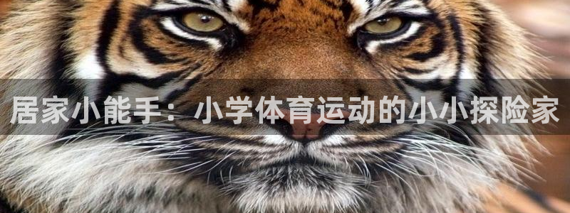 3377体育app下载安装：居家小能手：小学体育运动的小小探险家