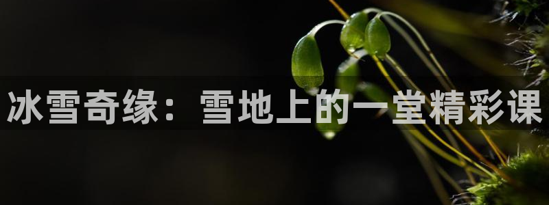 3377体育官网入口网页版：冰雪奇缘：雪地上的一堂精彩课