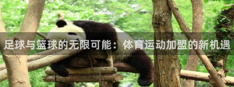3377体育全网：足球与篮球的无限可能：体育运动加盟的新机遇